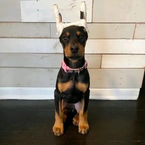 Roxy